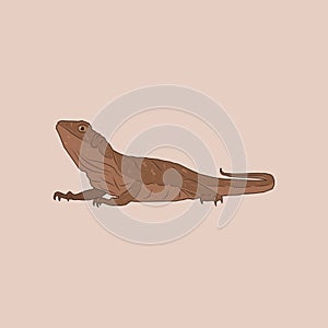 Illustration of a brown lizard with a long tail