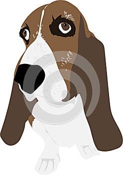 Dog with droopy ears photo