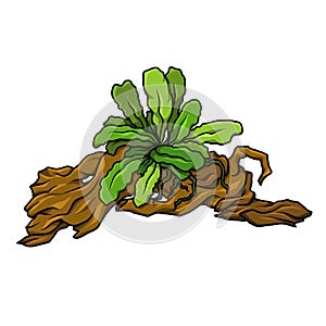 illustration of Buce Aquatic Plant on Wood and on a white background