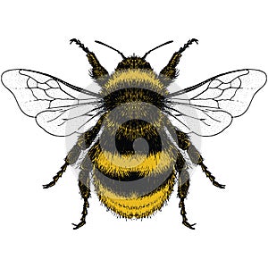 Illustration of Bumble Bee photo