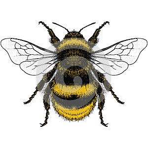 Illustration of Bumble Bee