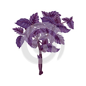 Illustration of a bunch of a red Basil