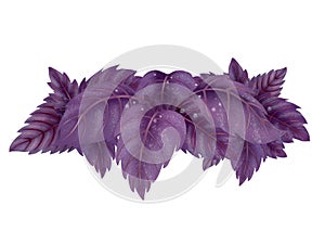 Illustration of a Bundle of red Basil