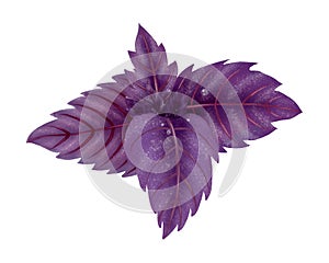 Illustration of a Bundle of red Basil