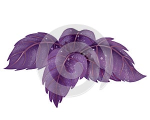 Illustration of a Bundle of red Basil