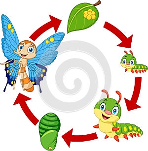 Illustration of butterfly life cycle