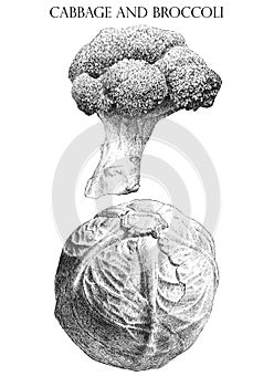 Illustration with cabbage and brocoli