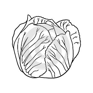 Illustration of a cabbage in a hand-drawn style.