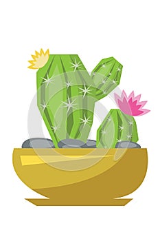 Illustration of a cactus plant