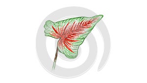 Illustration of Caladium Bicolor, Elephant Ear or Colocasia Plants