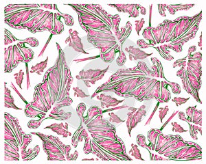 Illustration of Caladium, Elephant Ear or Colocasia Plants Background