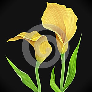 Illustration of calla lily flower and green leaves