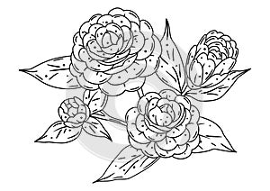 Illustration of camellia branch. Beautiful decorative plant.