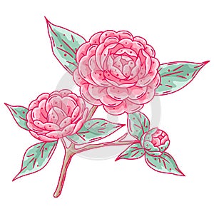 Illustration of camellia branch. Beautiful decorative plant.