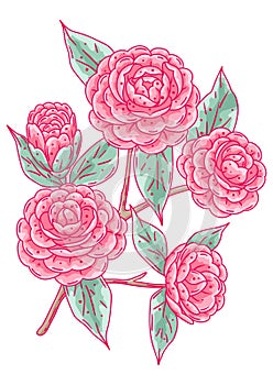 Illustration of camellia branch. Beautiful decorative plant.