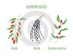 Illustration of camu camu, goji and acai photo