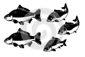 Illustration of carp fish in monochrome style. Carp fish isolated on white background