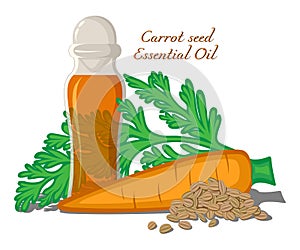 Ilustraciones de una zanahoria semilla básico aceite 