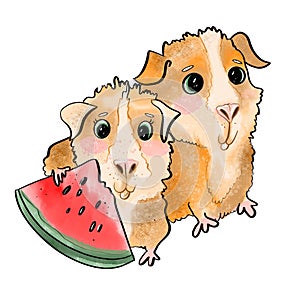 illustration cartoon childish style cute watercolor guinea pigs animals on white background with watermelon sticker cover design
