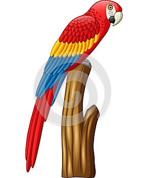 Cartoon cute macaw bird