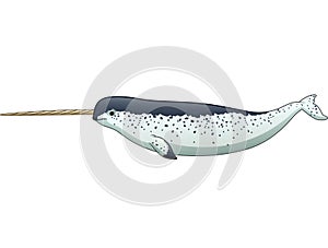 Cartoon narwhal isolated on white background photo