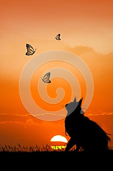 Cat looking the butterflies at sunset photo
