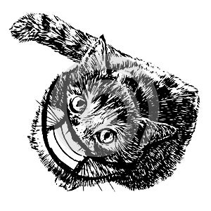 Illustration of cat with mask hand drawn