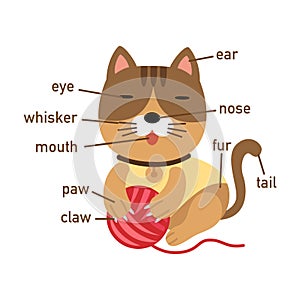 Illustration of cat vocabulary part of body