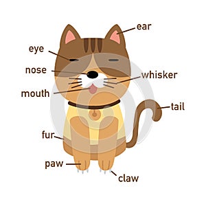 Illustration of cat vocabulary part of body