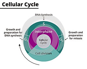 Illustration of the cell cycle