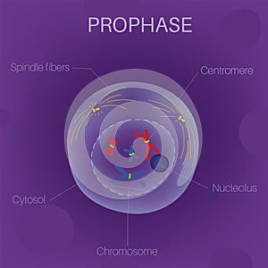 The Cell Cycle -Prophase photo