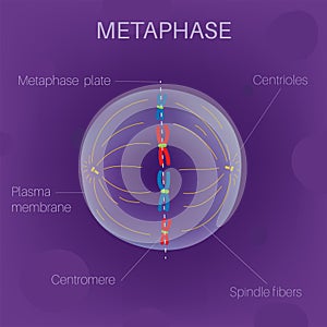 The Cell Cycle -Metaphase photo