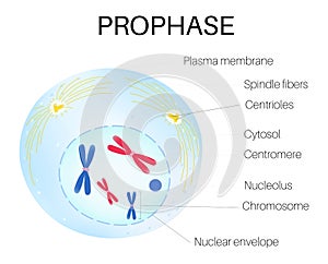 Prophase is the phase of the cell cycle. photo