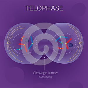 The Cell Cycle -Telophase photo