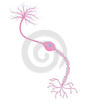 Bipolar neuron cell photo