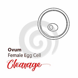Illustration of a cell stage embryo. Four cell stage icon. cleavage cell line. outline Illustration