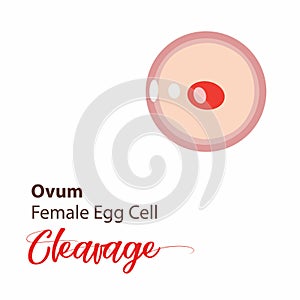 Illustration of a cell stage embryo. Four cell stage icon. Vector cleavage cell