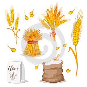 Ilustraciones de cereales trigo 