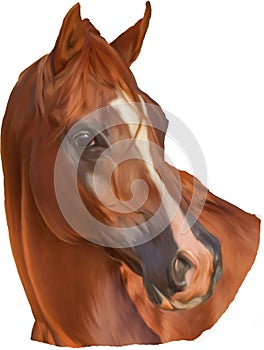 Illustration of Chestnut Arabian Horse Head With White Blaze Digital Painting
