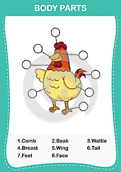 Illustration of chicken vocabulary part of body