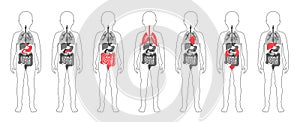 illustration of child internal organs in boy body