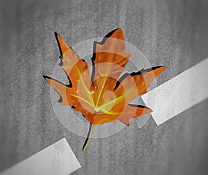 Illustration of a chinar leaf