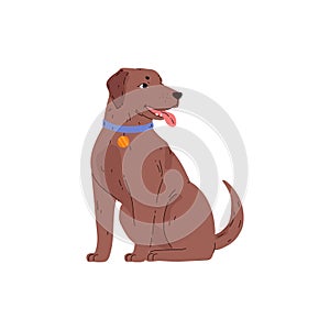 Illustration of a chocolate labrador wearing a collar with a medal.