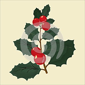 Illustration of a Christmas plant with red berries on a colored background.