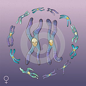 Illustration of Chromosomes - Female genotype photo