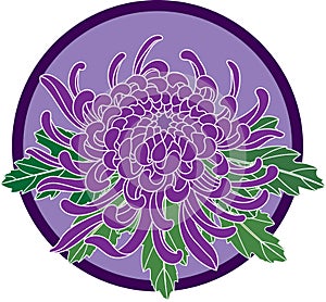 Illustration of Chrysanthemum flower with leaf on violet circle background