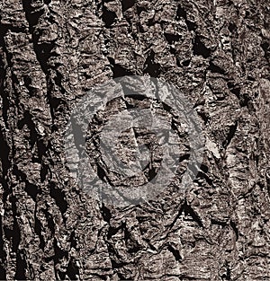 Illustration of a close-up of cork tree bark. Cork oak or Quercus suber in Latin