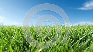 Illustration close up of a lush green grass lawn field against a blue summer’s sky.