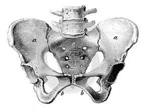 Illustration of the coccyx in the old book Atlas Abildungen by D. W. Busch, Berlin, 1841