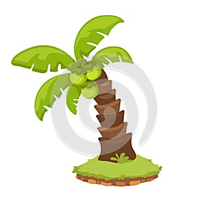 Illustration of coconut palm tree